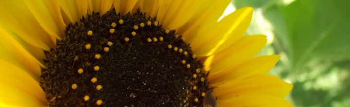 Sunflower House