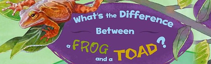 What’s the Difference Between a Frog and a Toad?
