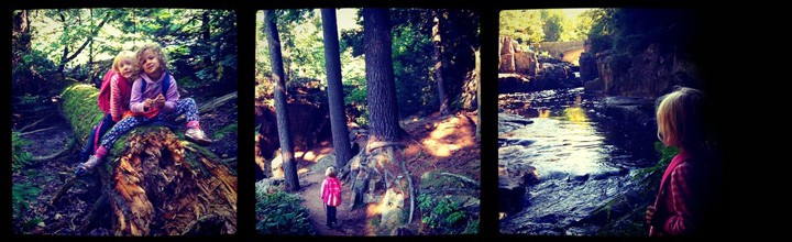 Tree Detectives