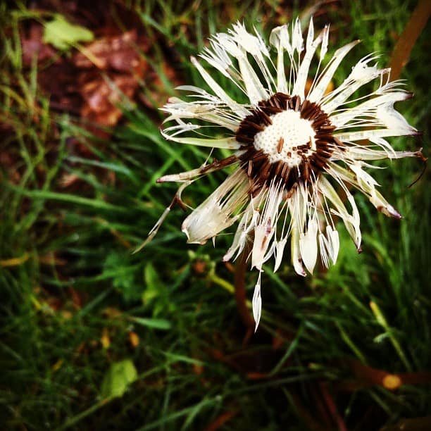 dandelion_LassoTheMoon dandelion_LassoTheMoon