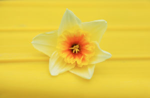 Spring Kids Craft: Egg Carton Daffodils