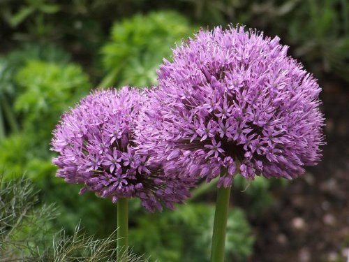 - 10 Varieties of Allium That Will Thrive in the Midwest