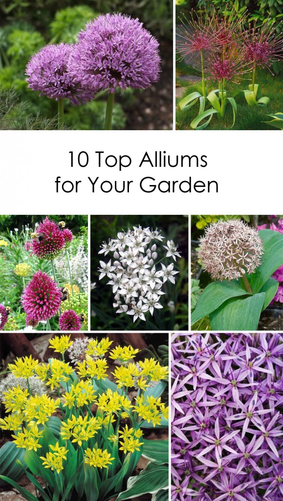 Fall Planting: 10 Beautiful Varieties of Allium That Will Thrive in the Midwest