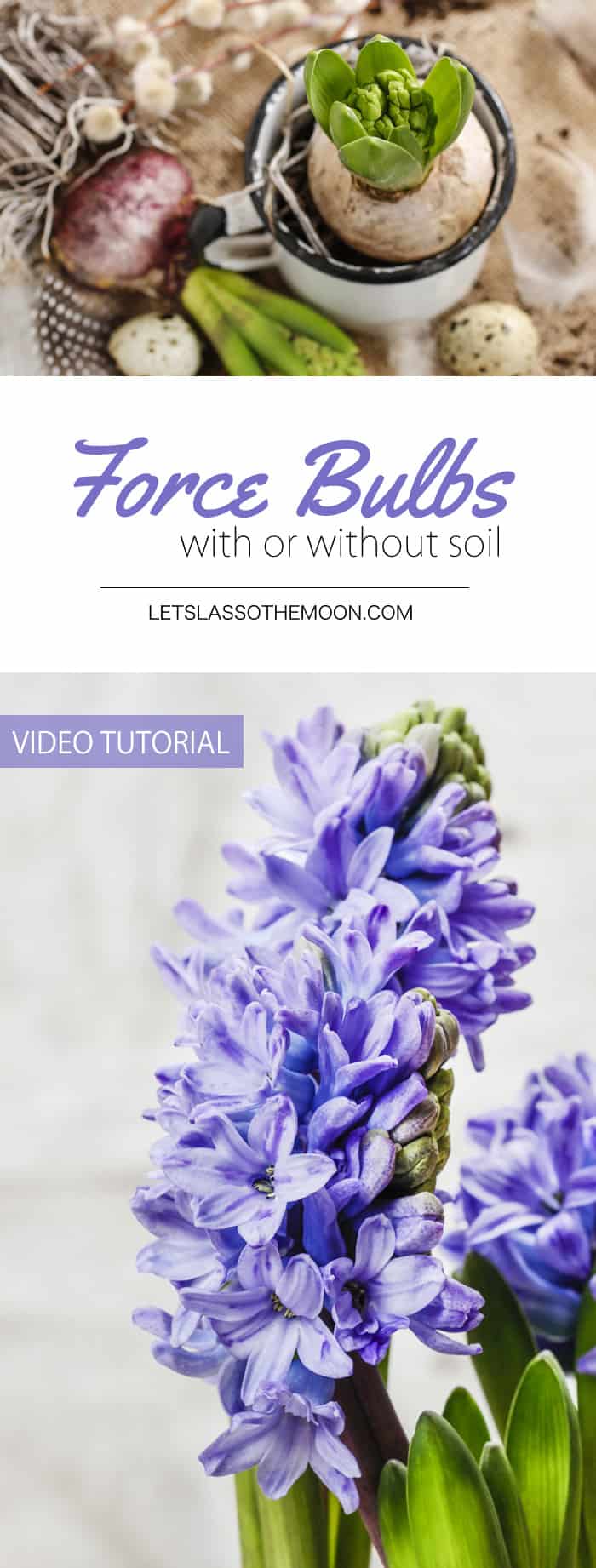 How to Force Bulbs With or Without Soil *So pretty. Saving this video tutorial for later.