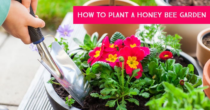 How to Plant a Honey Bee Garden With Kids *List of 10 bee-friendly flowers. Saving this for later.