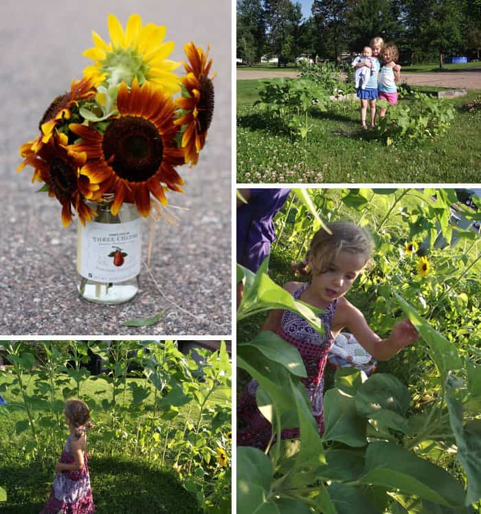 How to Build a Sunflower Fort