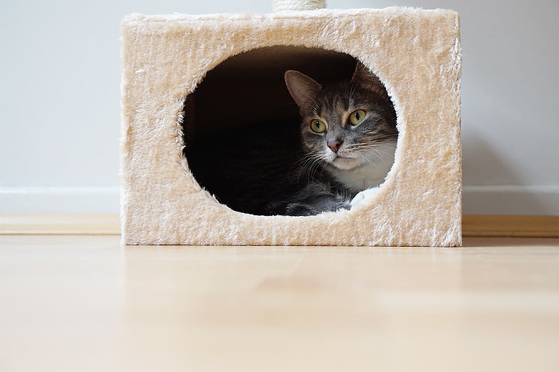 7 Astoundingly Helpful Tips for Moving With Cats *Great tips for transitioning your pets
