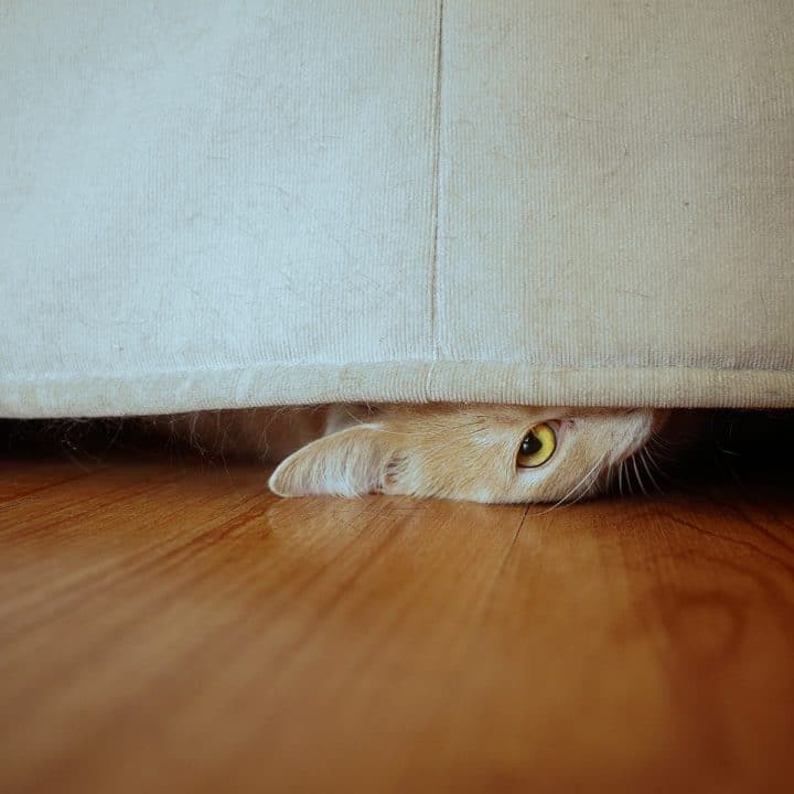 A cat who is nervous about moving hiding under a couch.