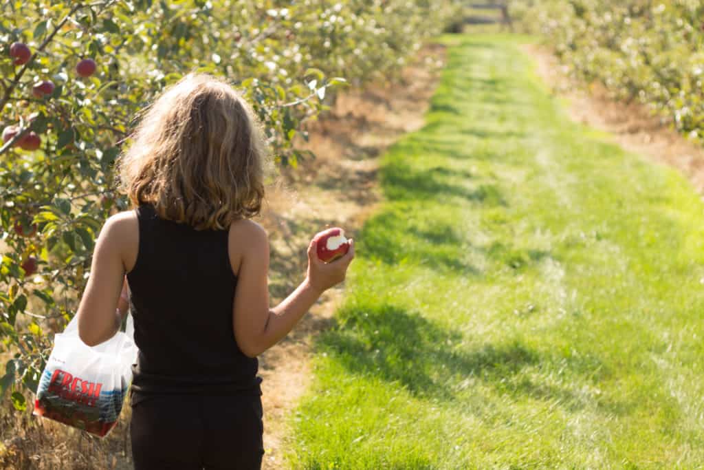 How to Carve Irresistibly Spooky Shrunken Apple Heads