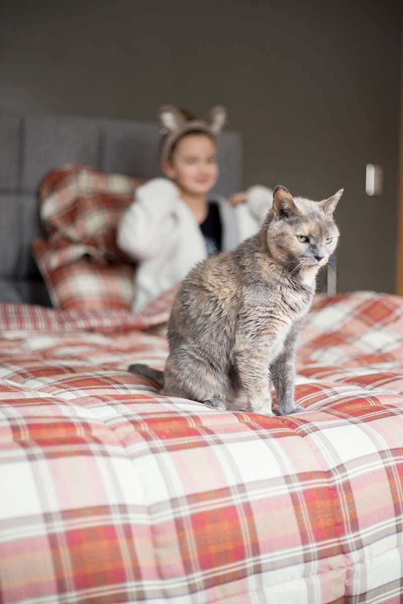 Pet photography - Cat portrait