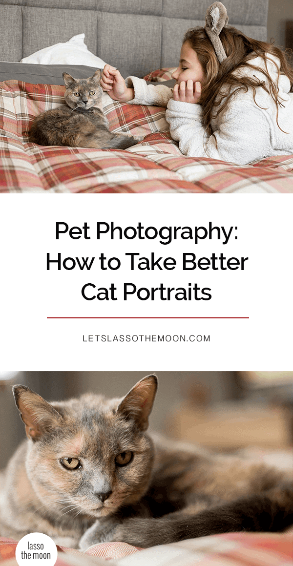 Want to take better photos of your cat? Loving these ten tips on how to capture a cat portrait. With these simple suggestions, you can rock pet photography using a DSLR camera or a smartphone. #petphotography #catportraits #photography #cat #kittycat #tortiecat #tortiecats *Loving these examples, pictures, and ideas!
