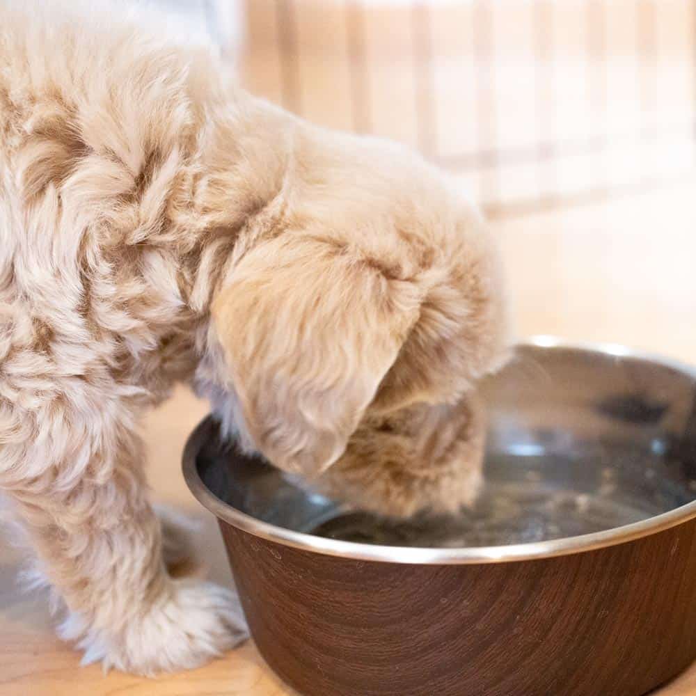 Cute puppy taking a final drink from a waterbowl during potty training schedule.